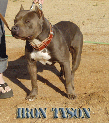 Iron Tyson