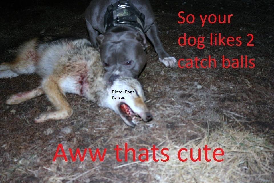 catch a lover game dog